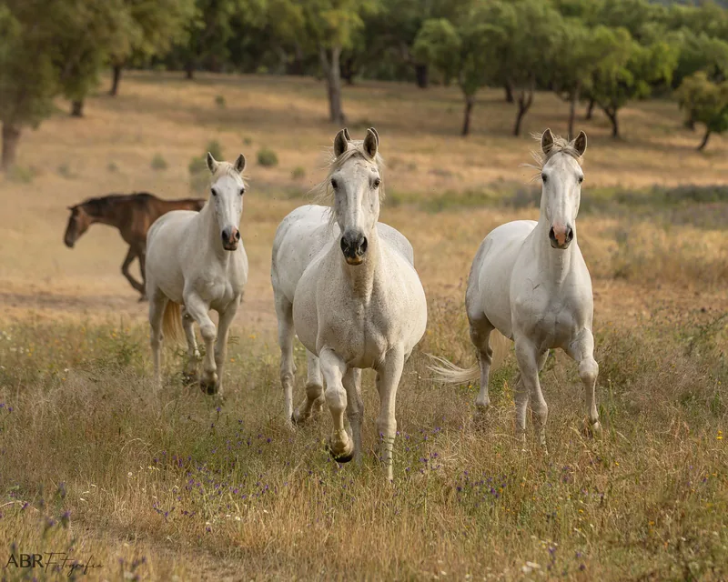 Cavalos Lusitanos a correr no montado da herdade